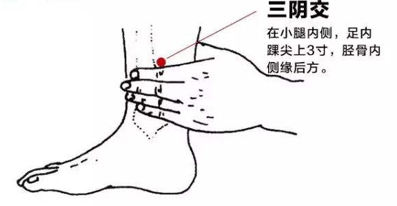 三阴交取穴树模