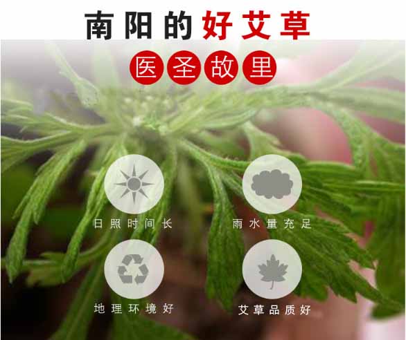 南阳艾草.jpg